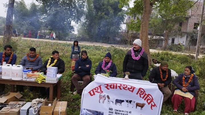 माछागढमा पशु स्वास्थ्य शिविर ,१ सय ३ पशुकाे नि:शुल्क विमा